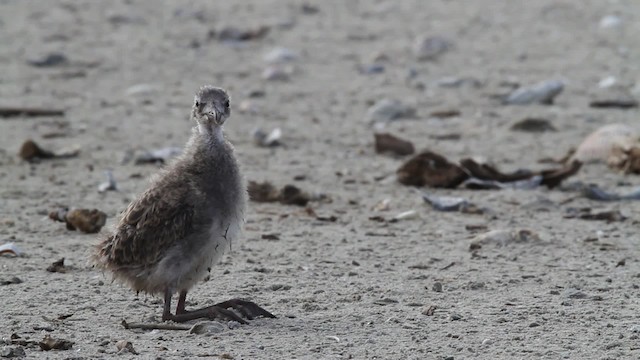 Laughing Gull - ML478268