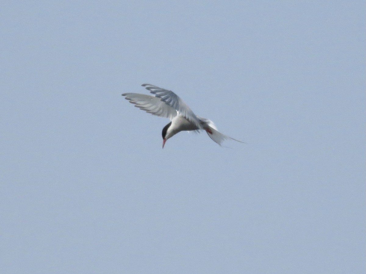 Arctic Tern - Sharon Somers
