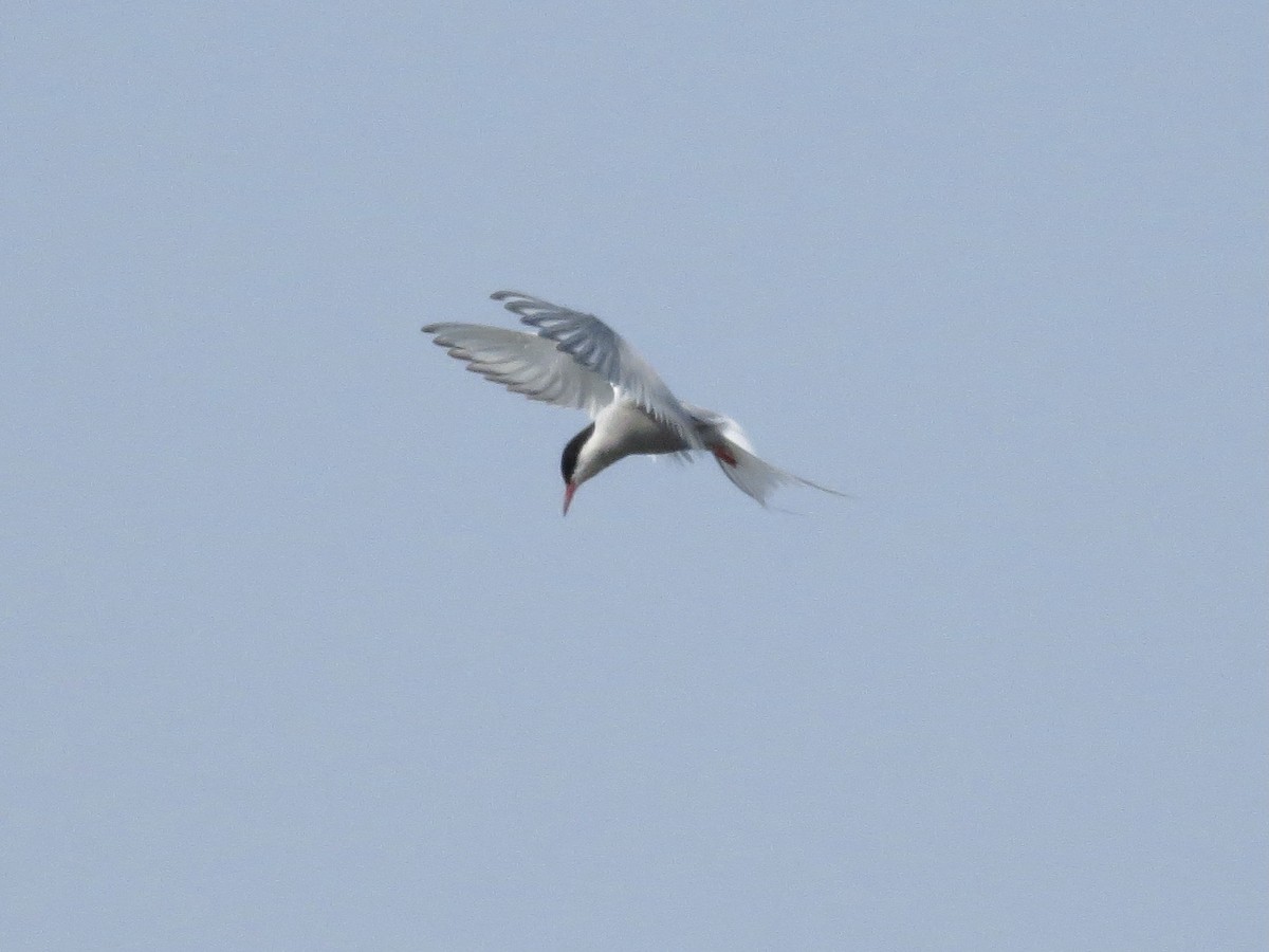 Arctic Tern - ML478269601