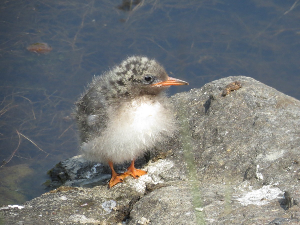 Arctic Tern - Sharon Somers