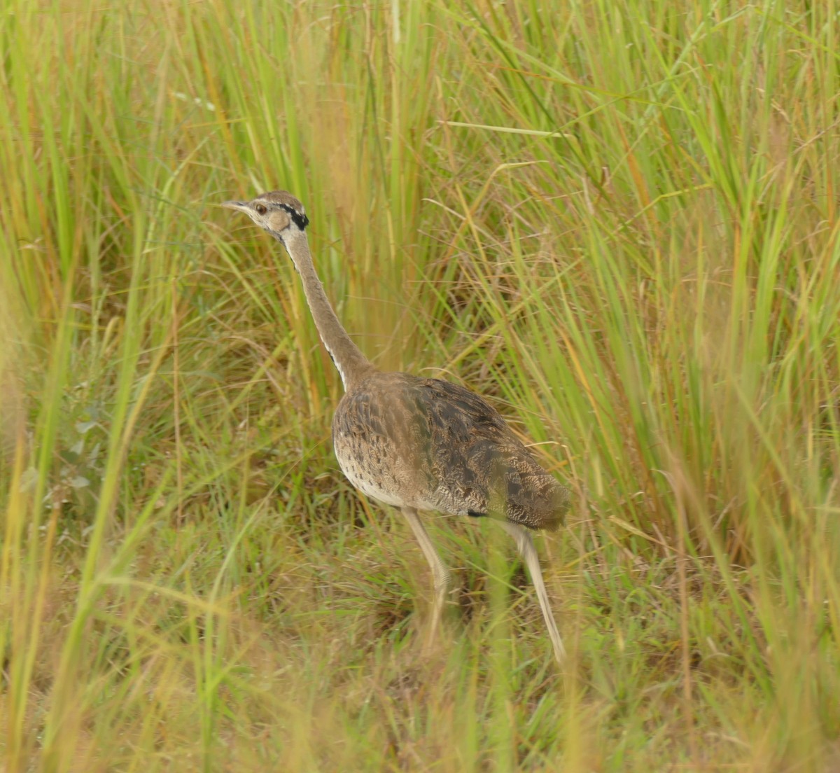 Black-bellied Bustard - Derek Heins