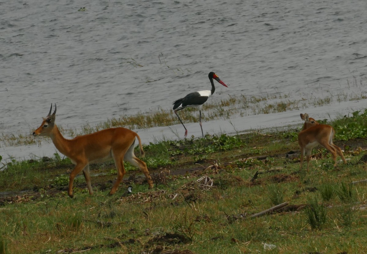 Saddle-billed Stork - Derek Heins