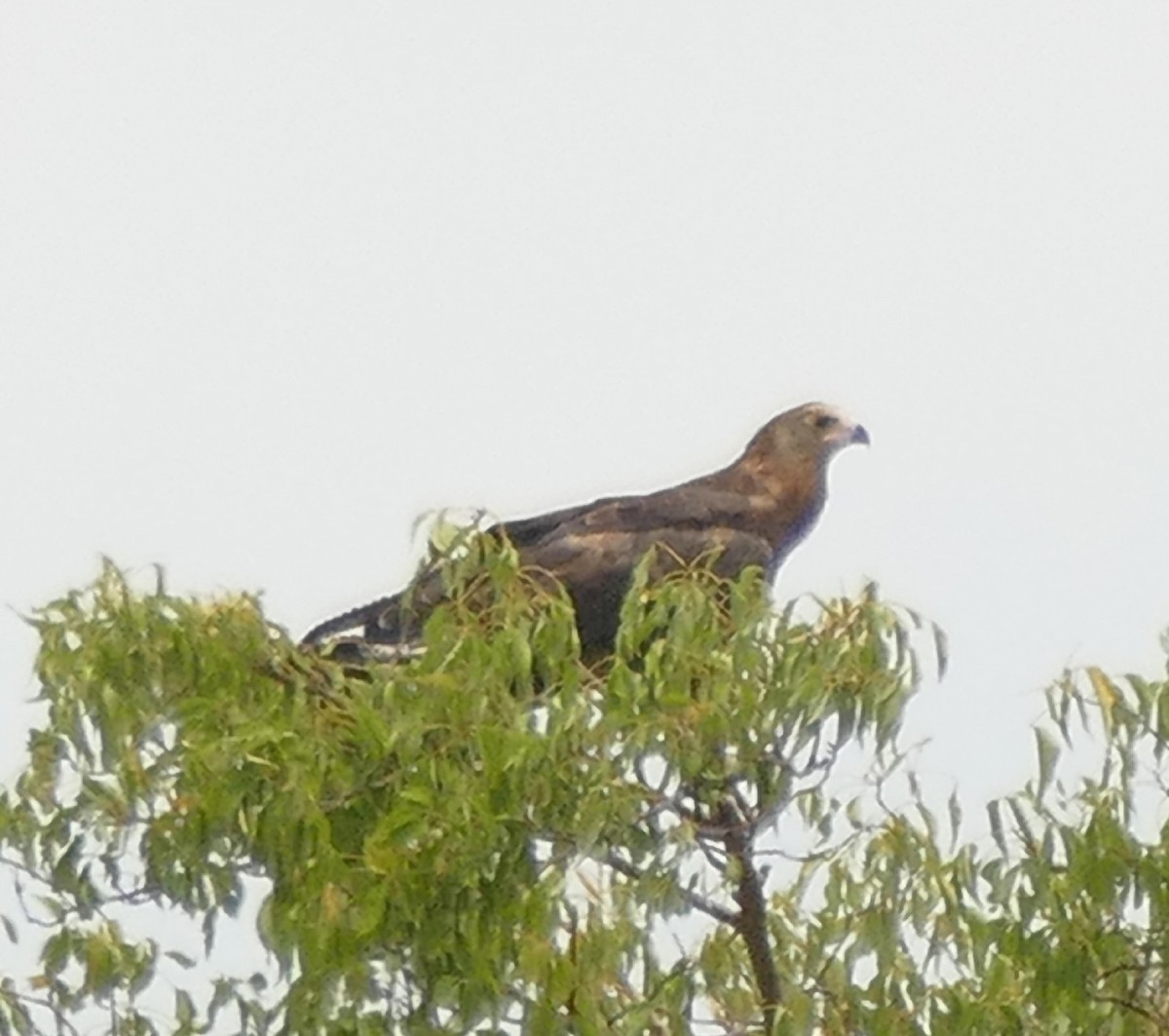 African Harrier-Hawk - ML478272171