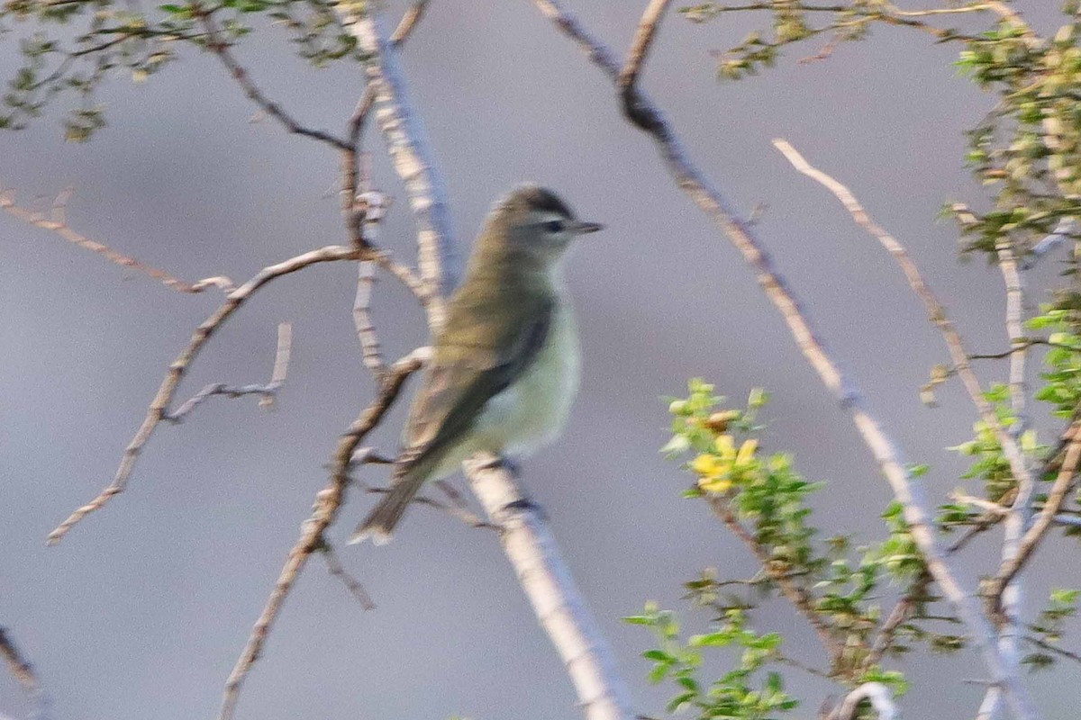 Warbling Vireo - Cindy Krasniewicz