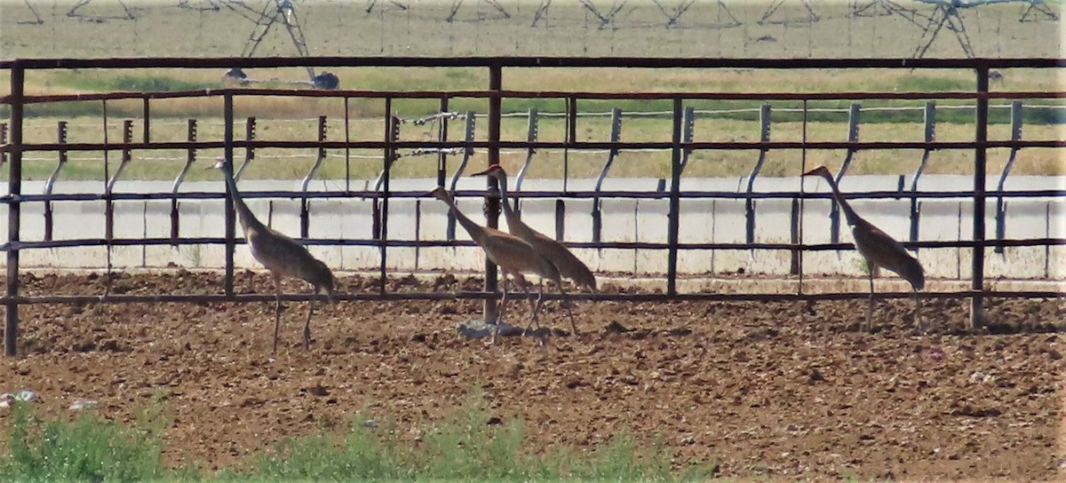 Sandhill Crane - ML478272371