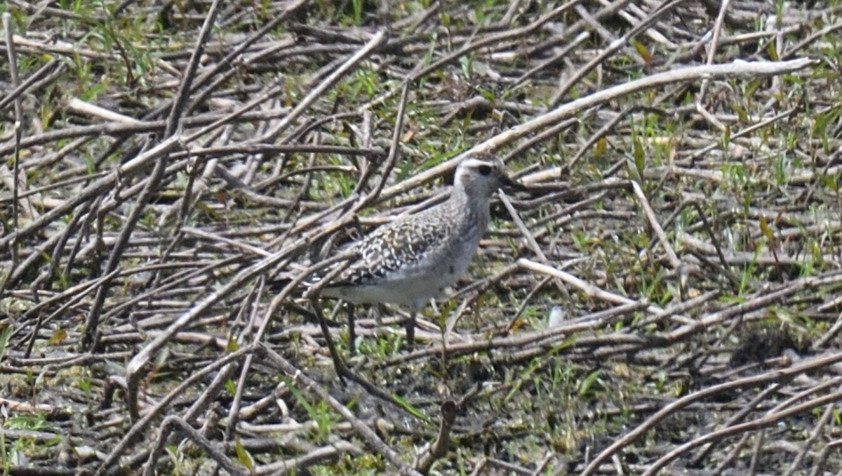 American Golden-Plover - ML478272501