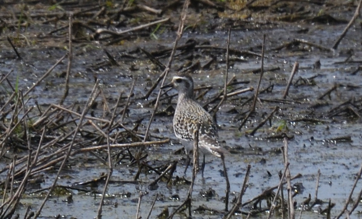 American Golden-Plover - ML478272511