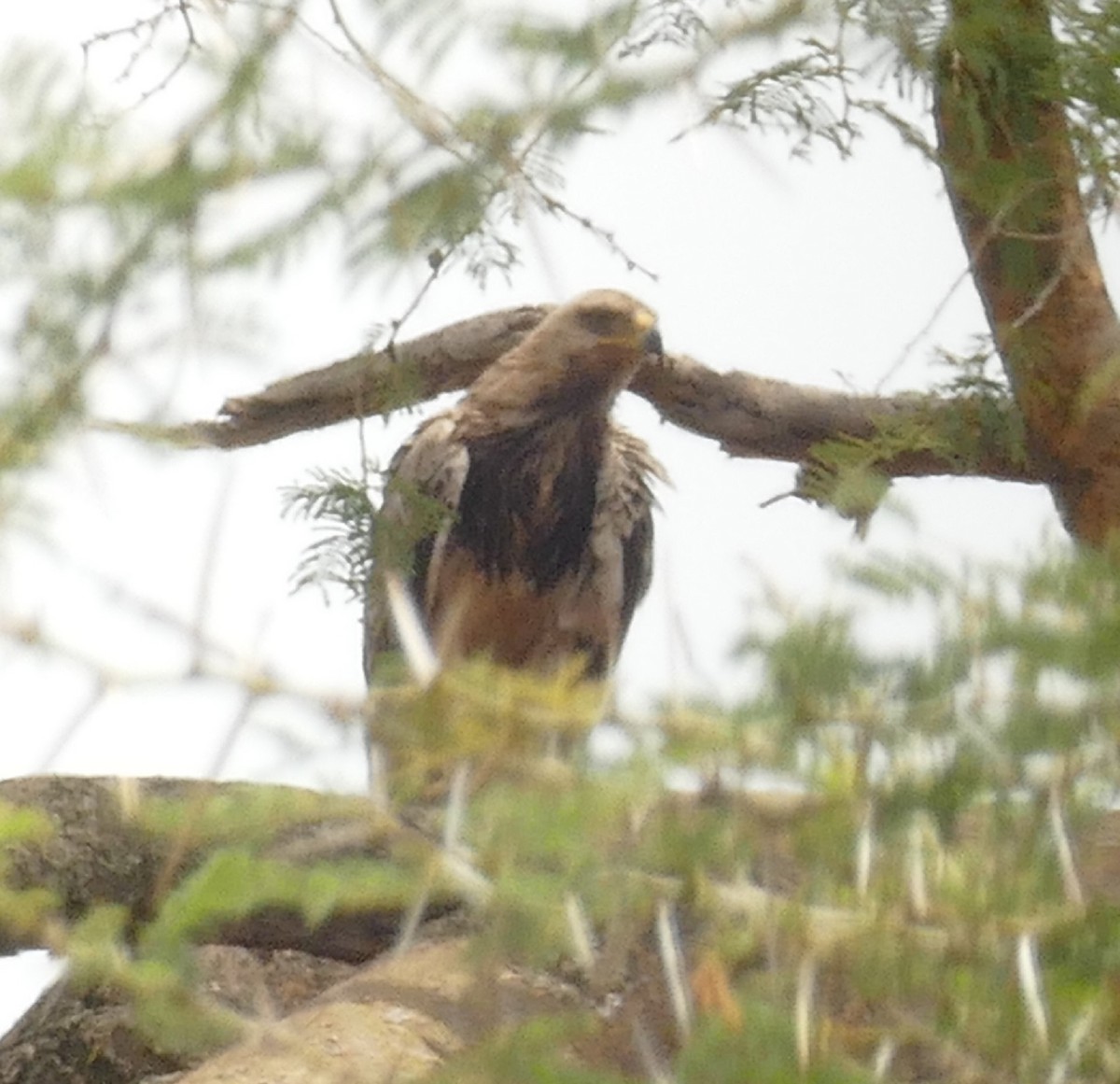 Aquila rapace - ML478272541