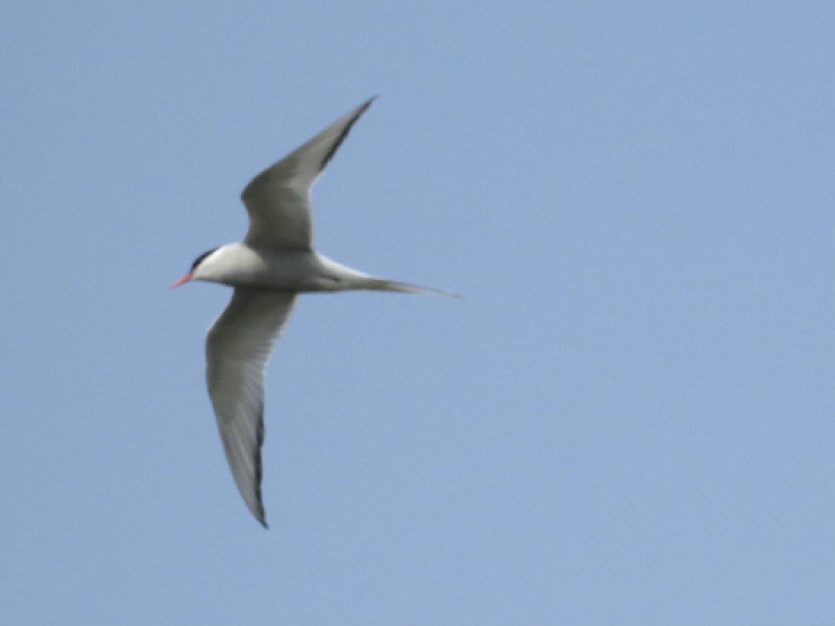 Arctic Tern - ML478272911