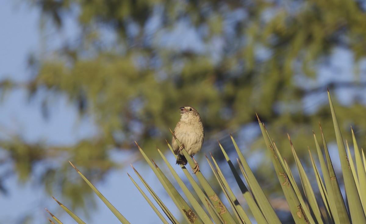 Botteri's Sparrow - ML478273211