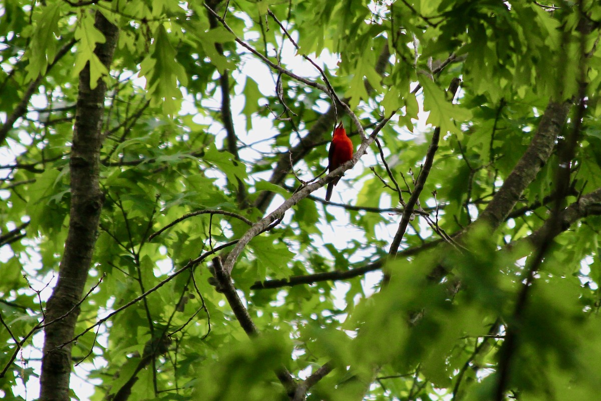 Scarlet Tanager - ML478273621