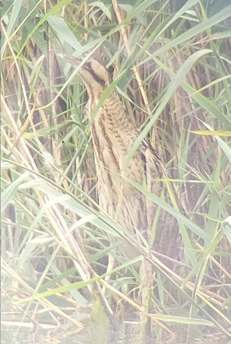 Great Bittern - Matt Milne