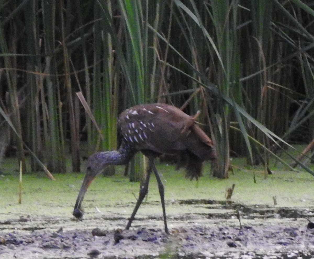 Limpkin (Speckled) - ML478275871