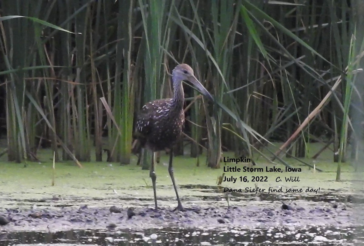 Limpkin (Speckled) - ML478275941