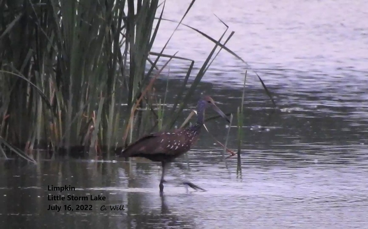 Limpkin (Speckled) - ML478275951