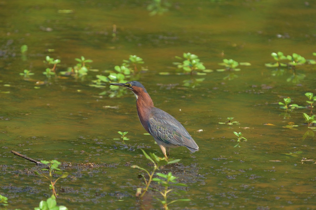 Green Heron - ML478276011