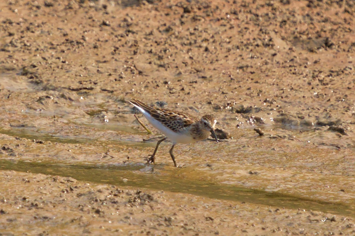 Least Sandpiper - ML478276121