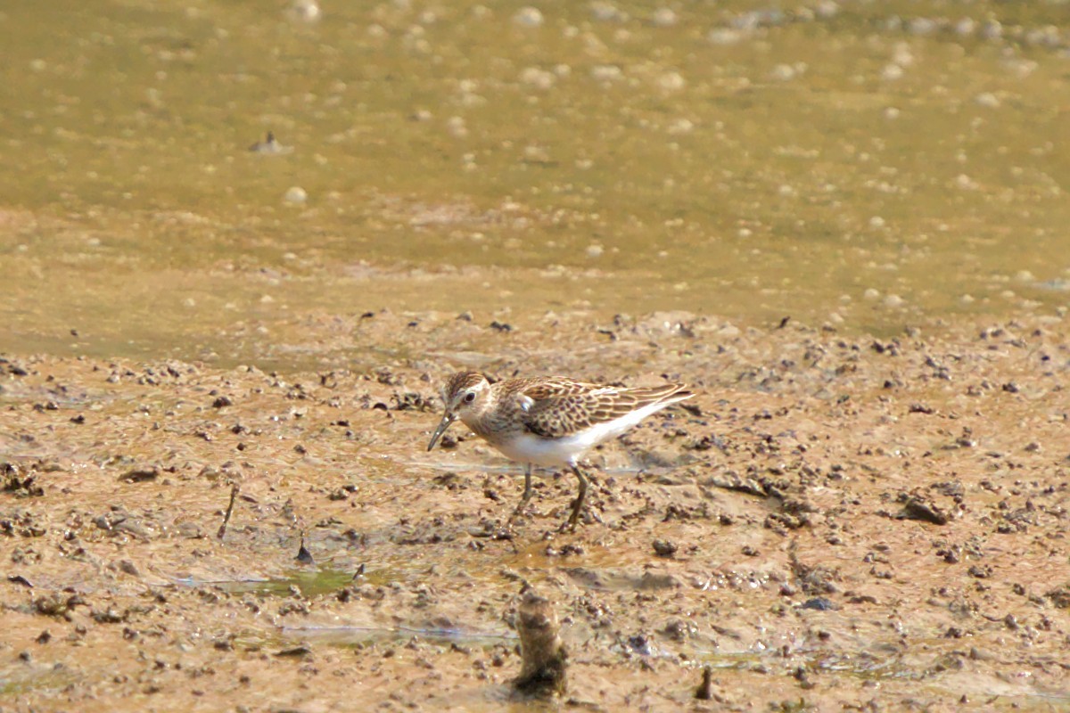 Least Sandpiper - ML478276151