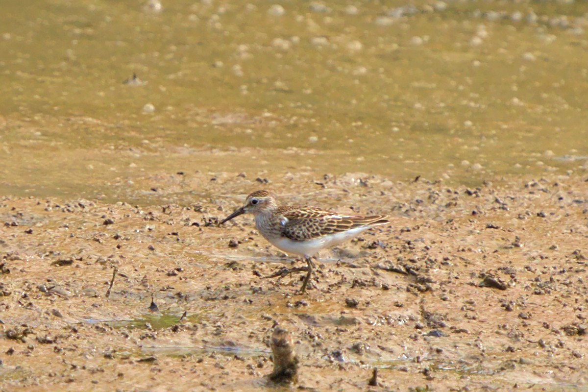 Least Sandpiper - ML478276161