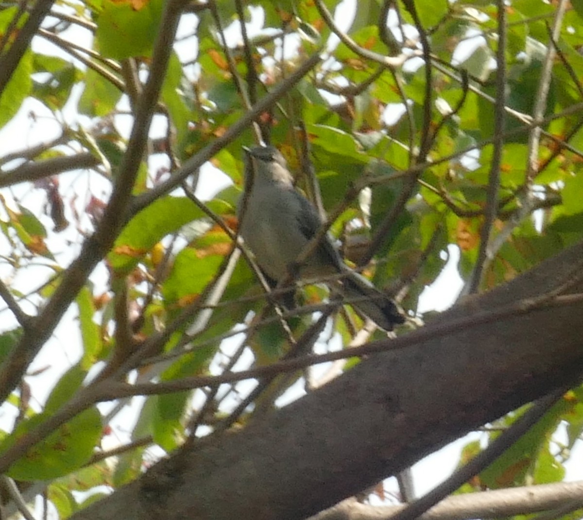 Gray Tit-Flycatcher - ML478277081