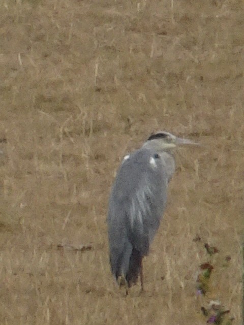 Gray Heron - ML478277981