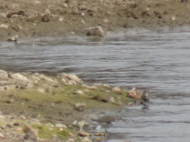Common Sandpiper - ML478278121
