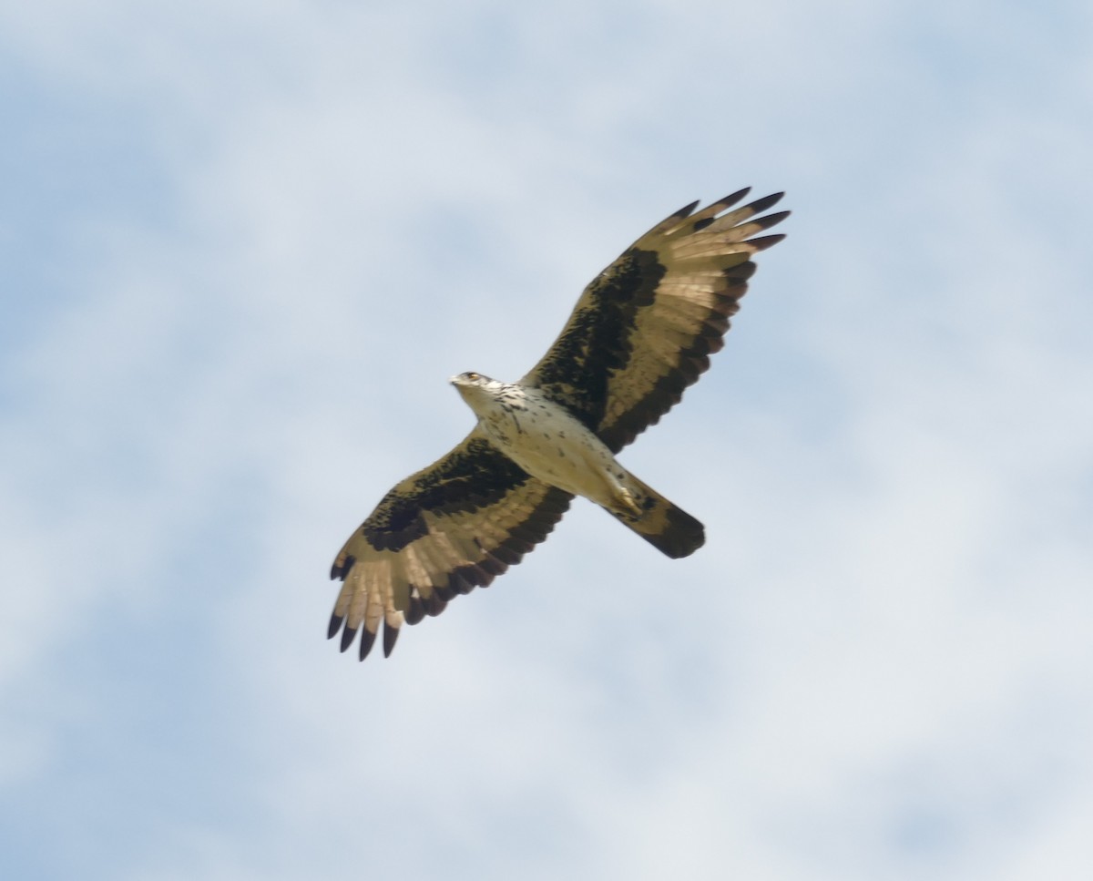 African Hawk-Eagle - ML478278561