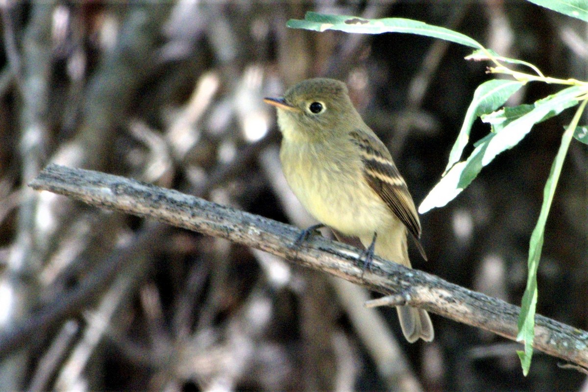 Western Flycatcher (Cordilleran) - ML478279081