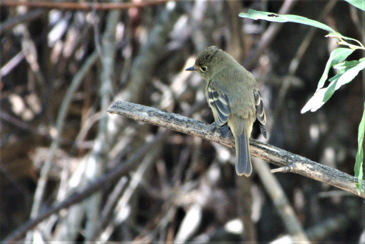 Western Flycatcher (Cordilleran) - ML478279171