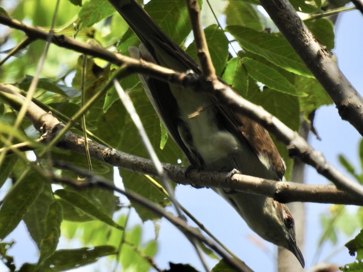 Black-billed Cuckoo - ML478281391