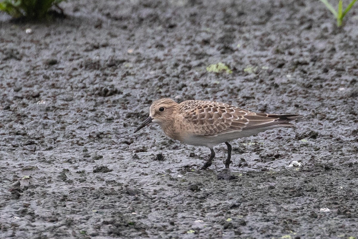 Baird's Sandpiper - Anthony Glenesk