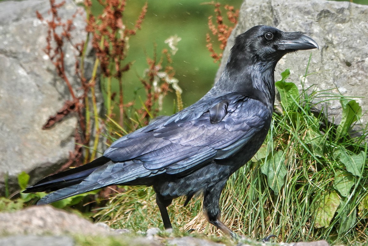 Common Raven - ML478283791