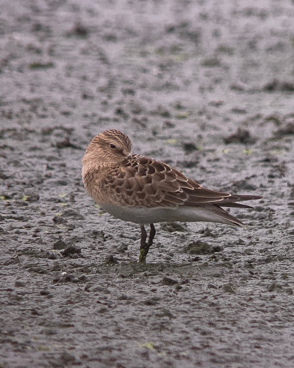 Baird's Sandpiper - Anthony Glenesk