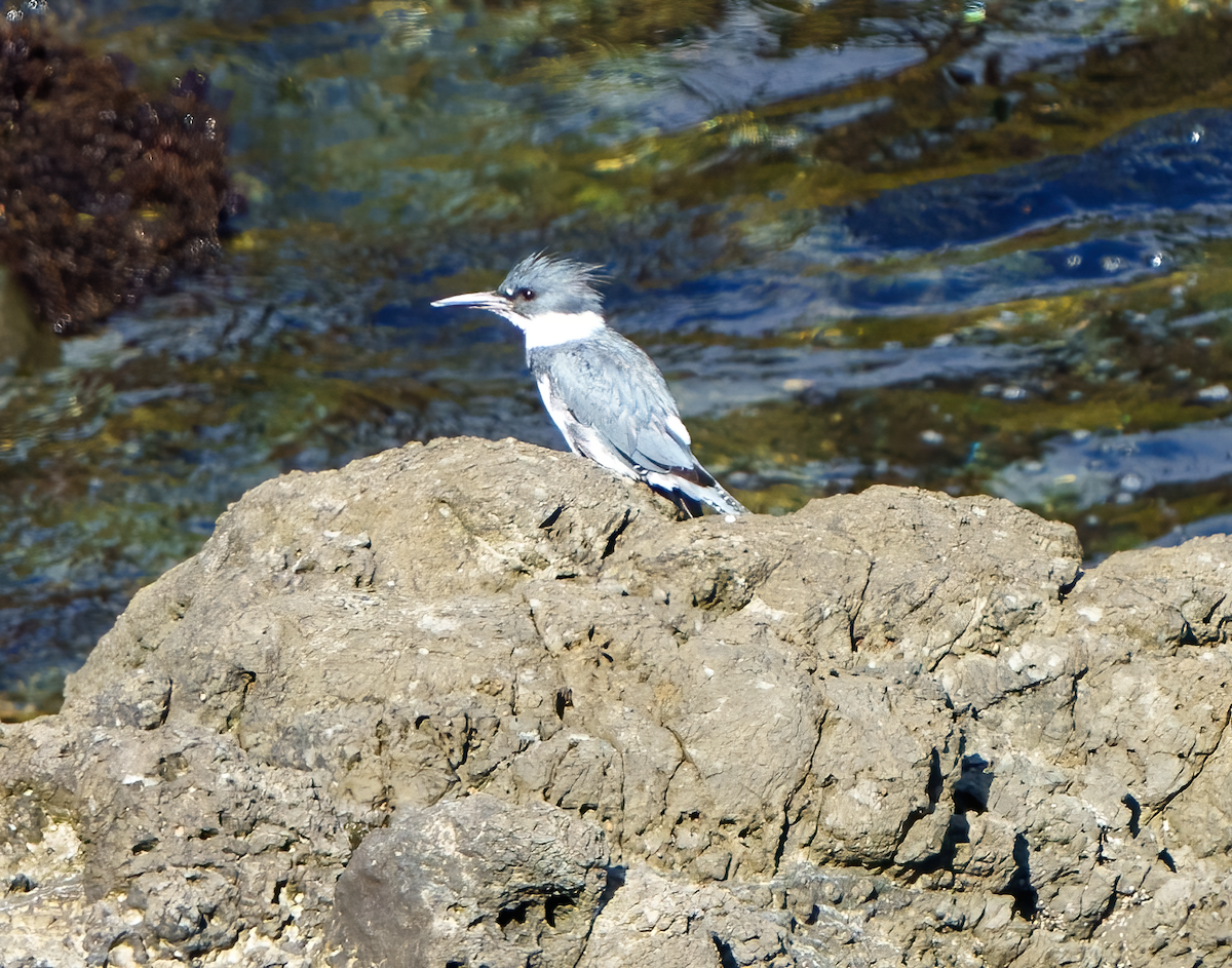 Martin-pêcheur d'Amérique - ML478283981