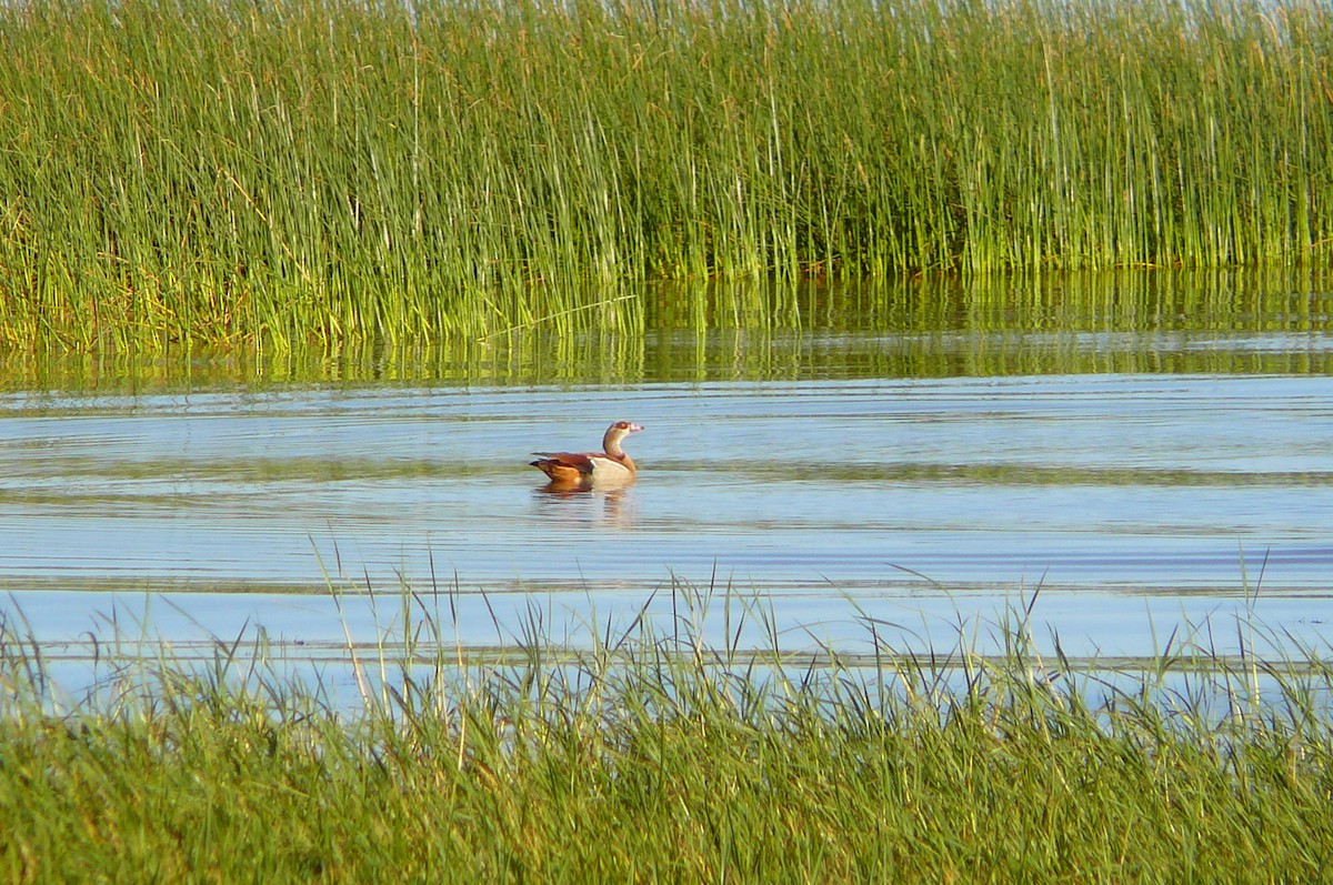 Egyptian Goose - ML478284131