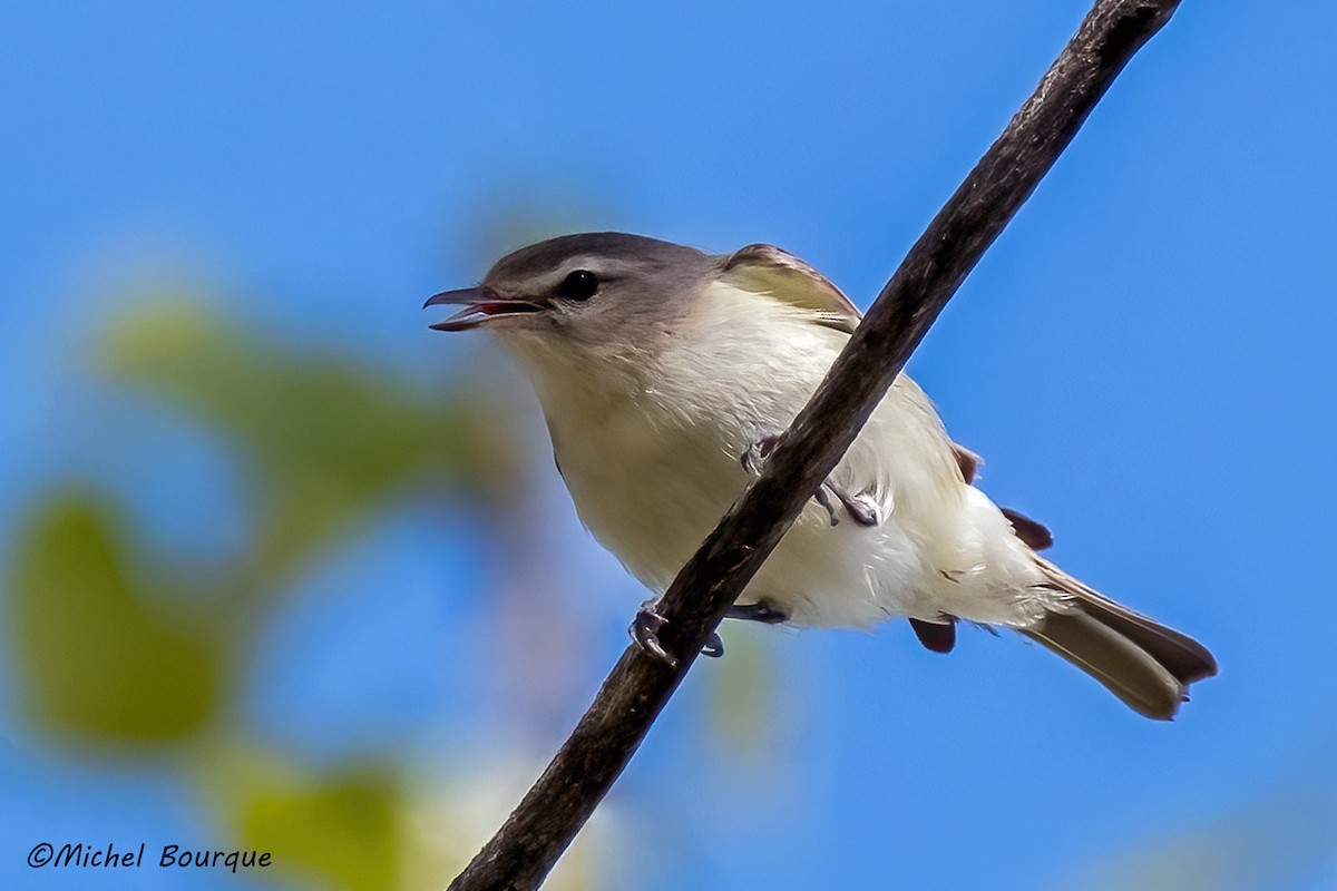 Warbling Vireo - ML478284911