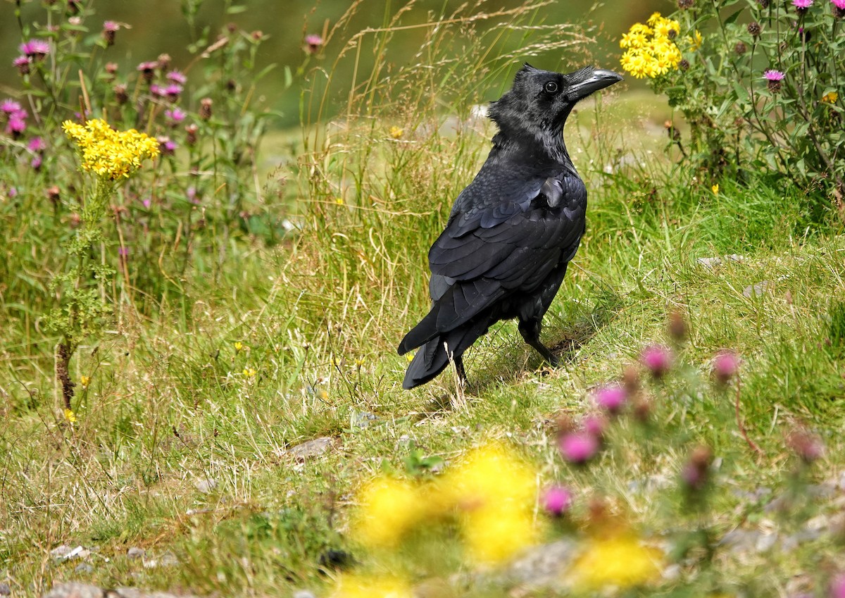 Common Raven - ML478285431