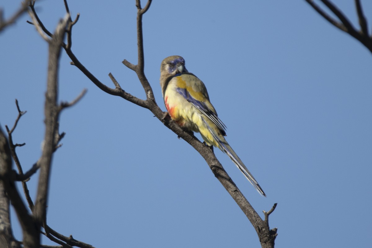 Mavi Yüzlü Papağan (haematogaster/pallescens) - ML478286051