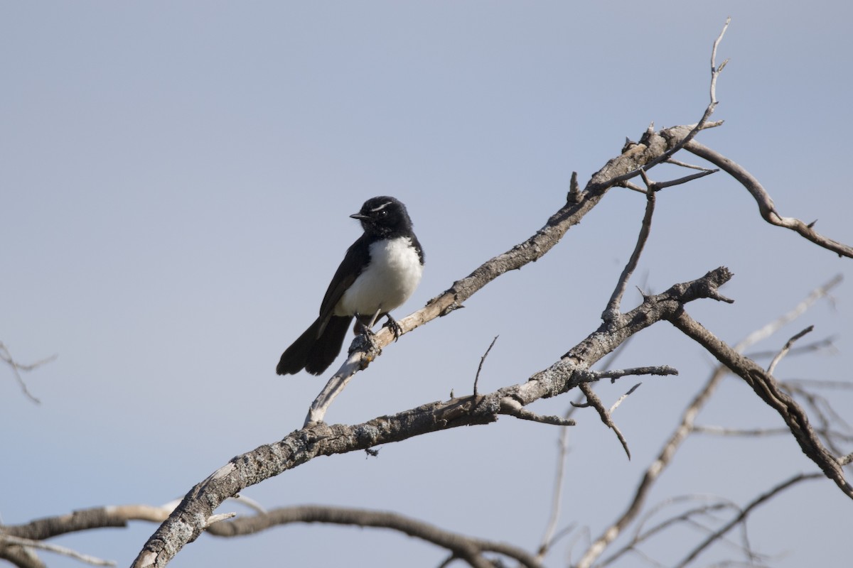 Willie-wagtail - ML478286131