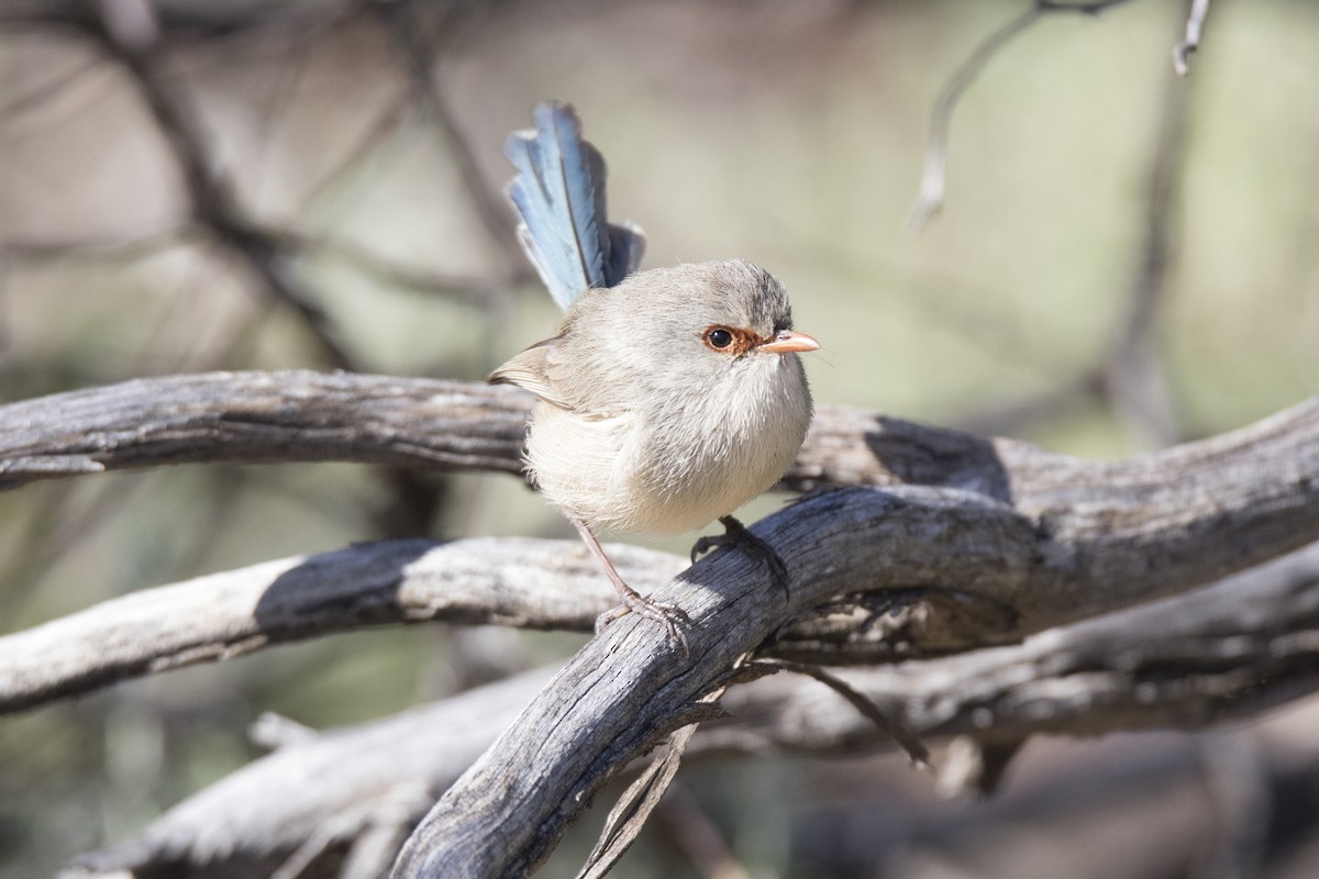 Purple-backed Fairywren (Purple-backed) - ML478286161