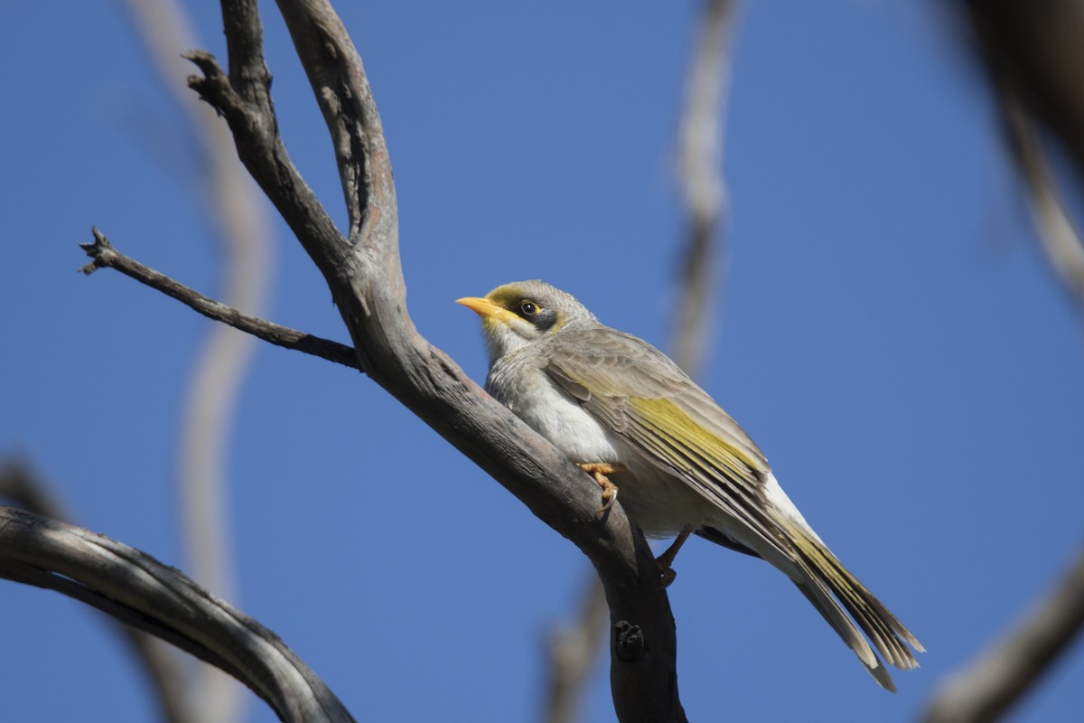 Yellow-throated Miner - ML478286251