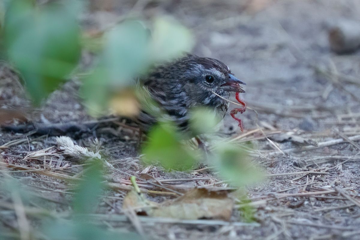 Song Sparrow - ML478286651