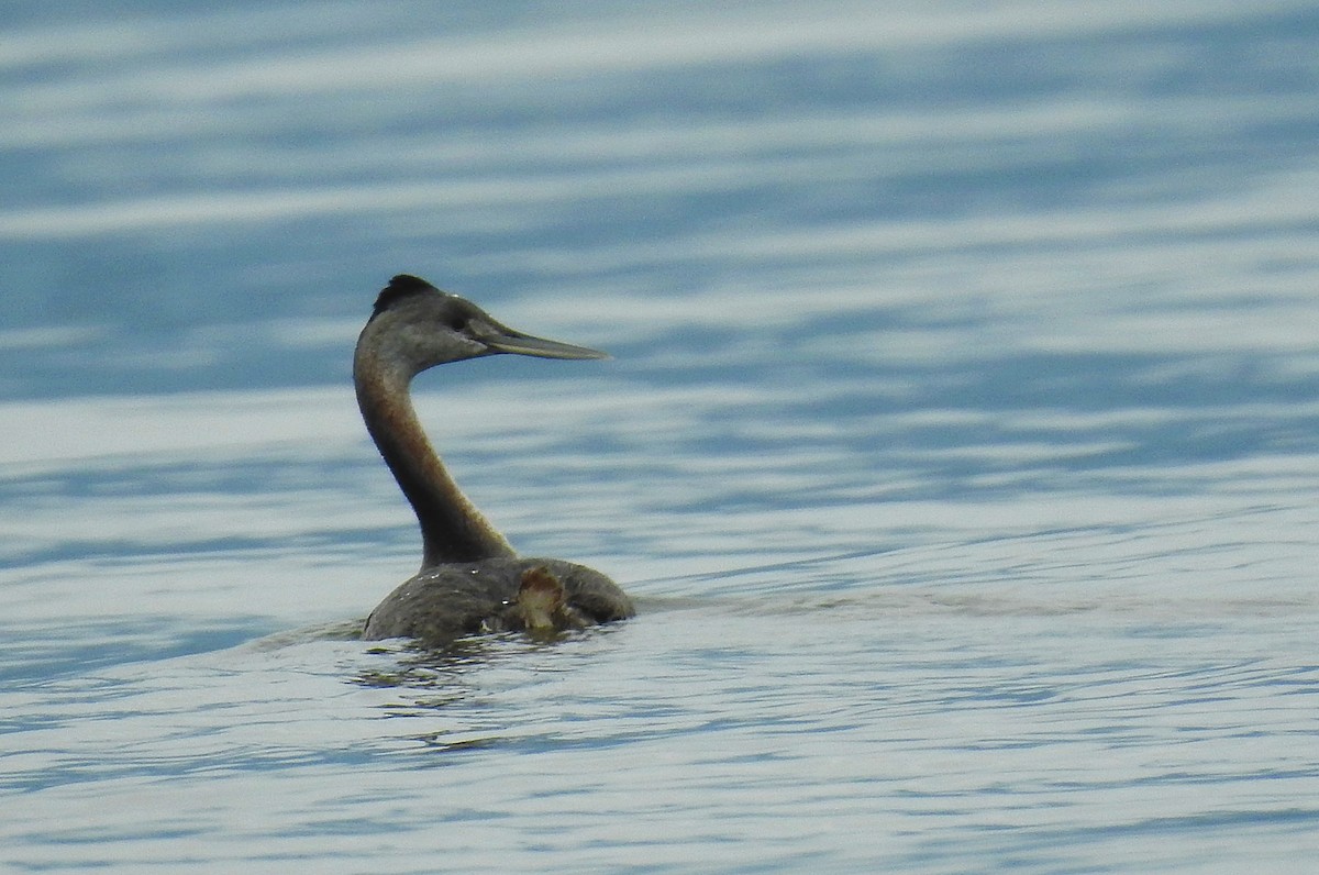 Great Grebe - ML478286971