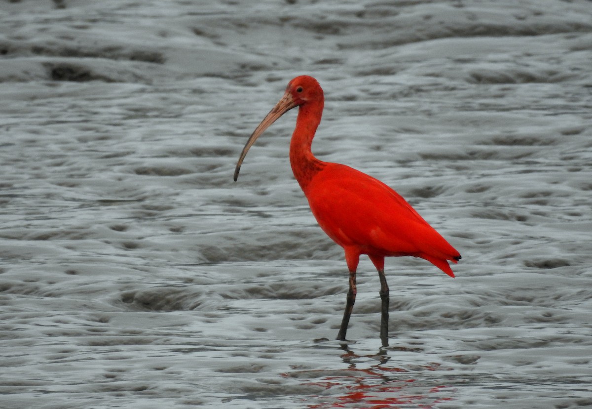 ibis rudý - ML478287331