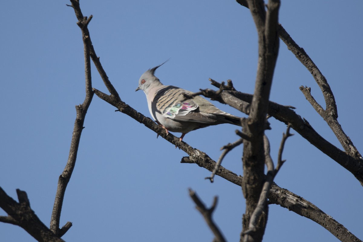 Crested Pigeon - ML478287361