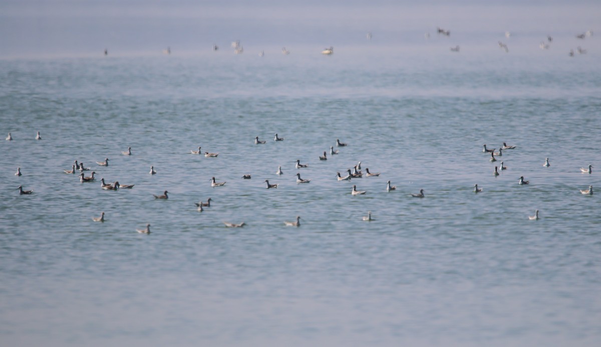 Wilson's Phalarope - ML478287501