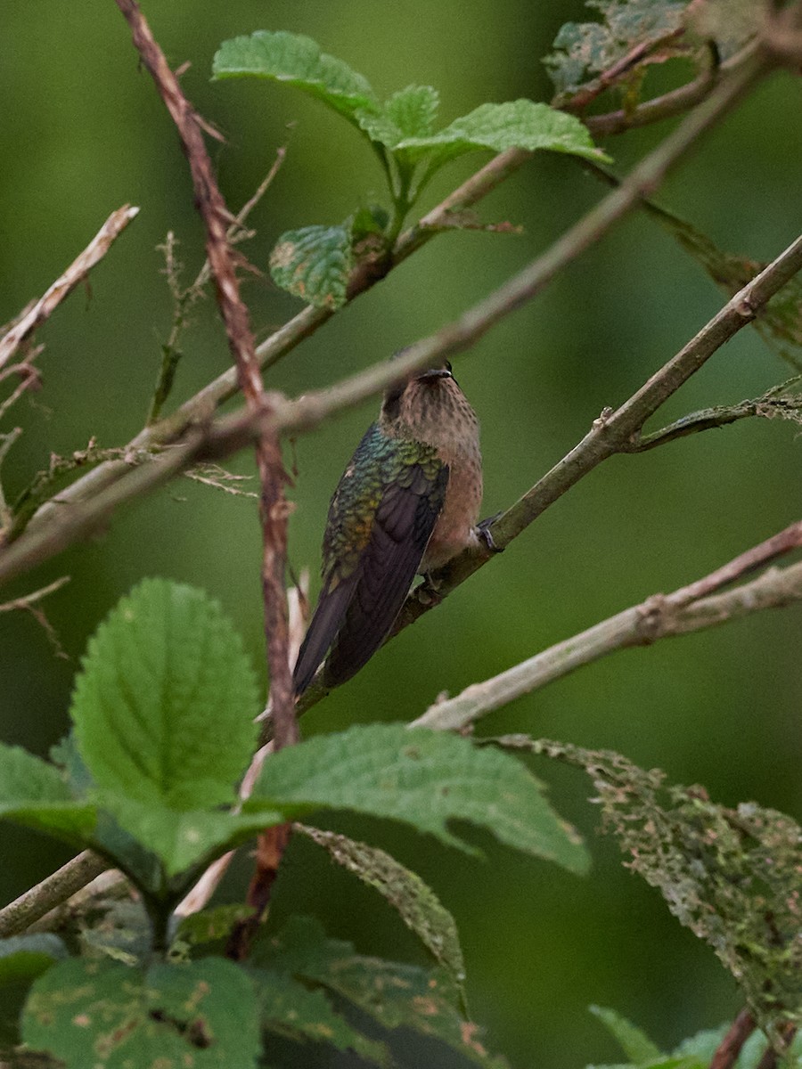 Speckled Hummingbird - ML478287511