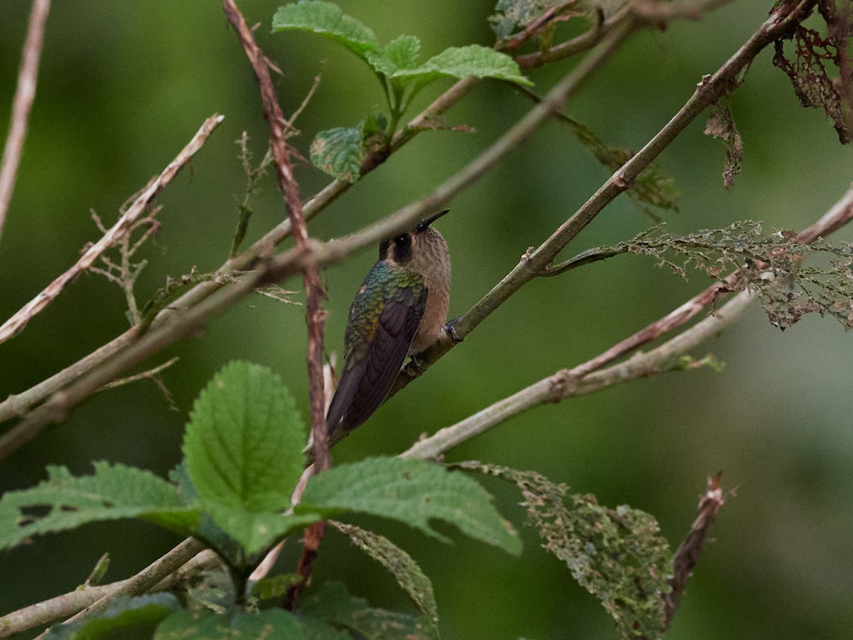 Speckled Hummingbird - ML478287521