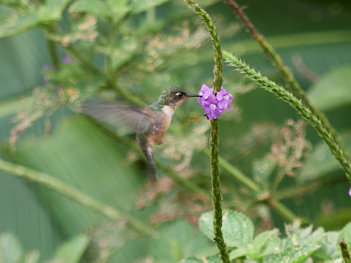 Speckled Hummingbird - ML478287541