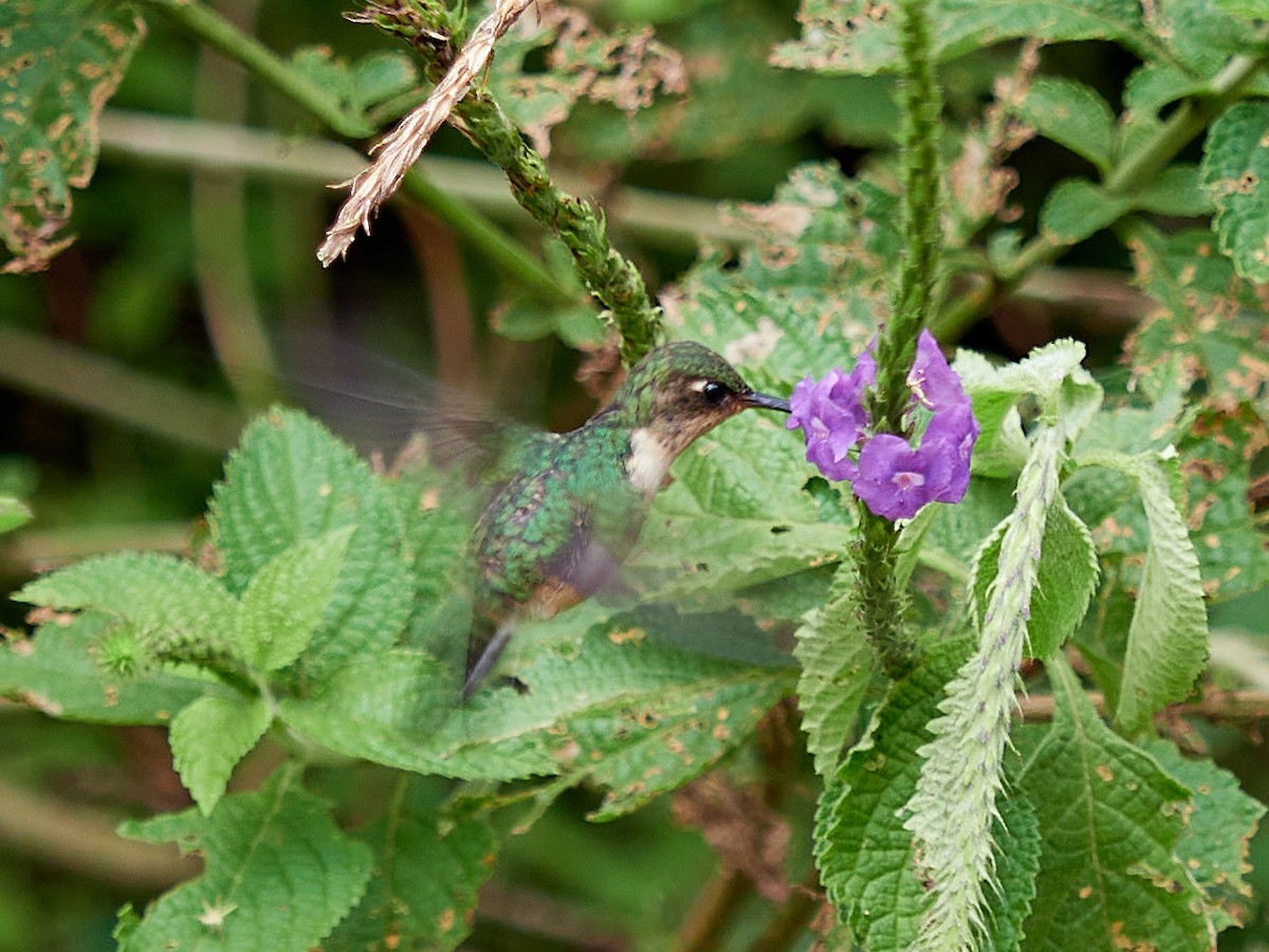 Speckled Hummingbird - ML478287551